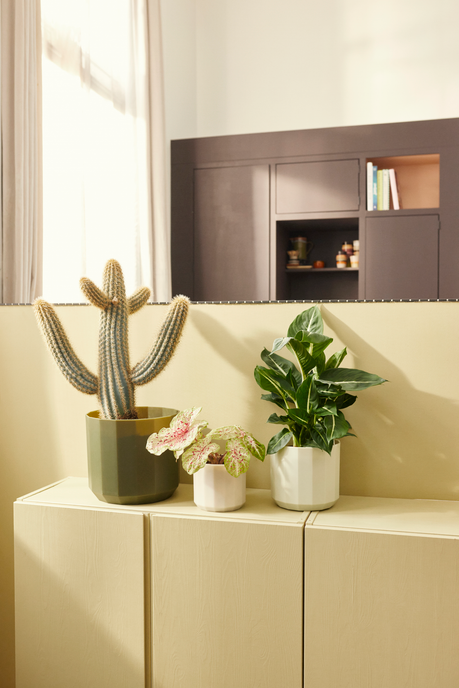 facet round 19cm verde bosque